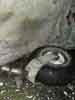 Tail Wheel